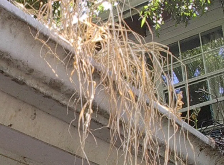 Gutter Cleaning in Huntington